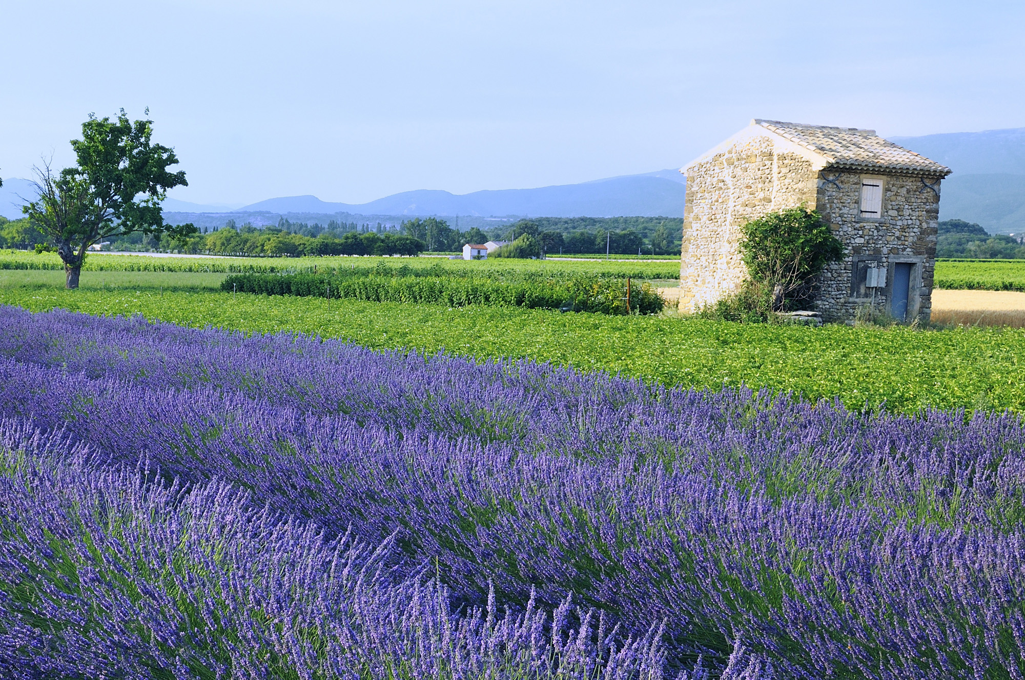 France Provence Lavender Fields