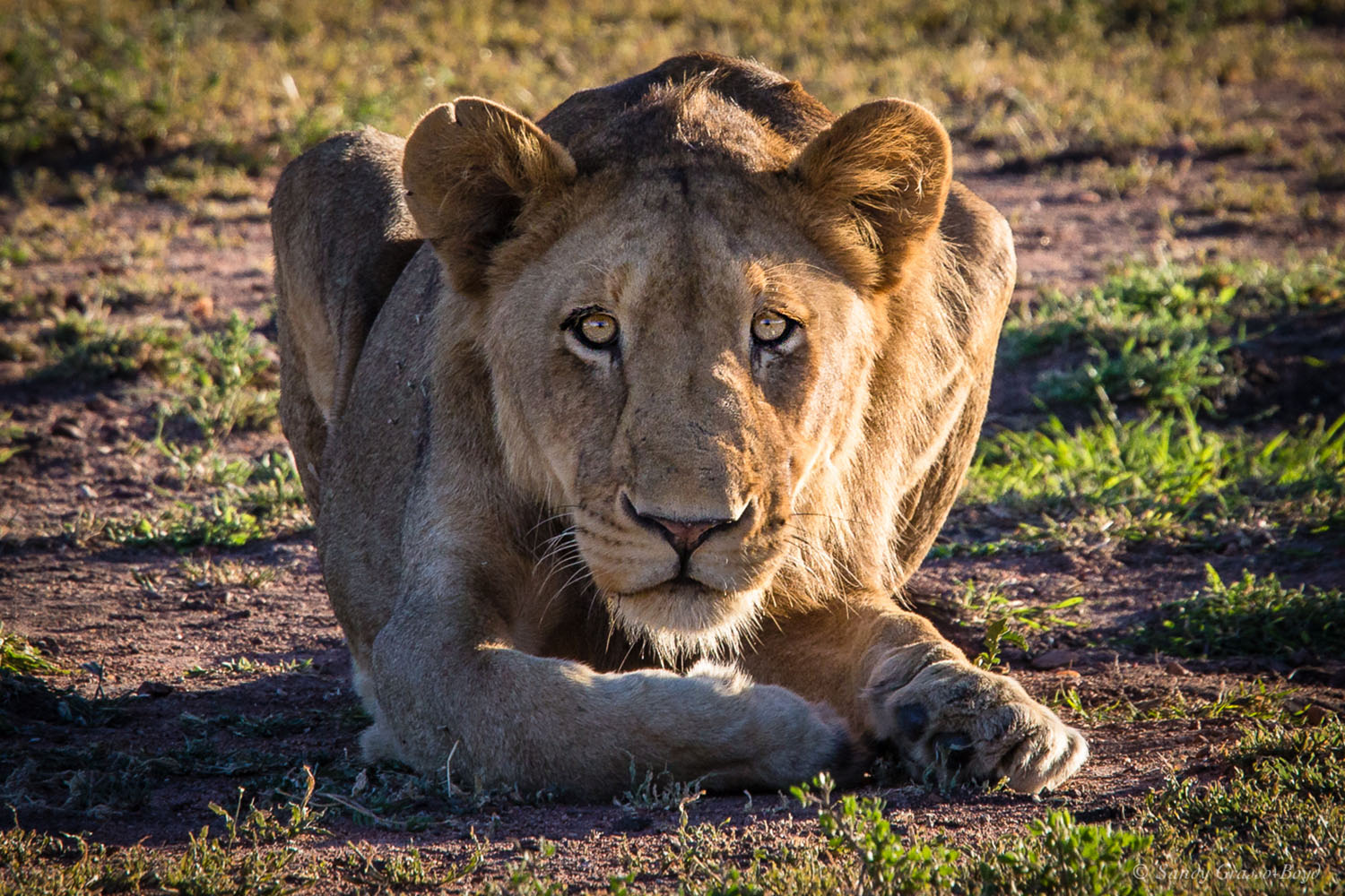 South Africa Crouching Lioness