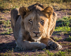 South Africa Crouching Lioness