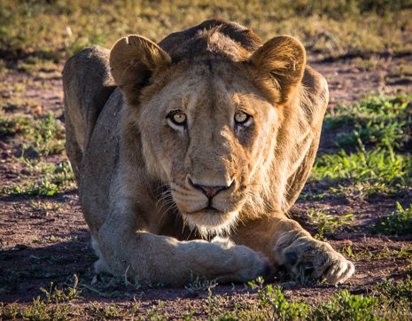 South Africa Crouching Lioness