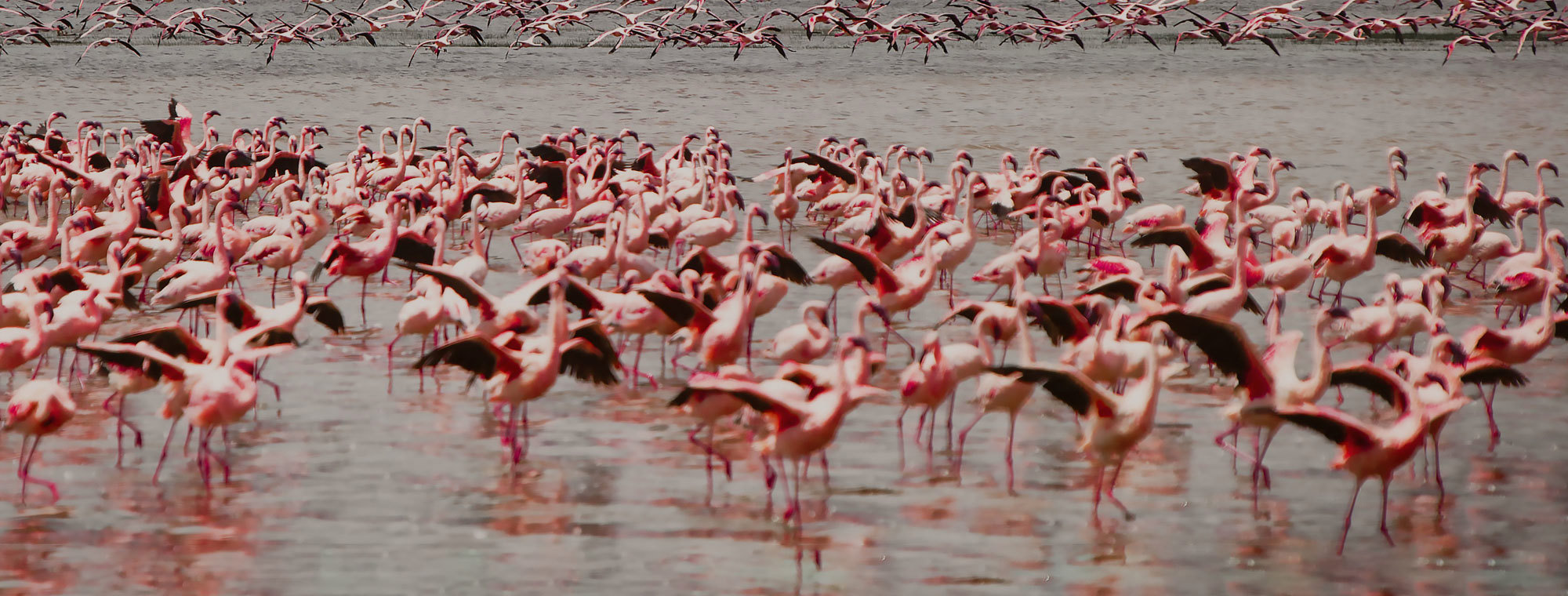Kenya Tours Flamingoes