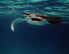 Treadright Manta Ray Expert Wildaid Wildlife Project Ocean