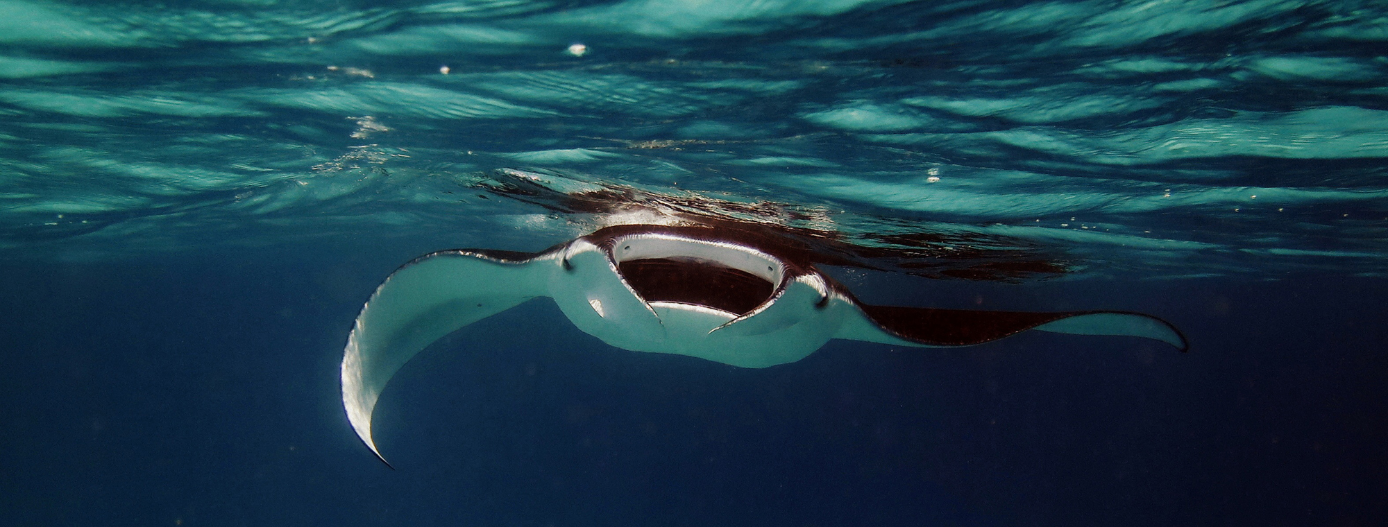 Treadright Manta Ray Expert Wildaid Wildlife Project Ocean