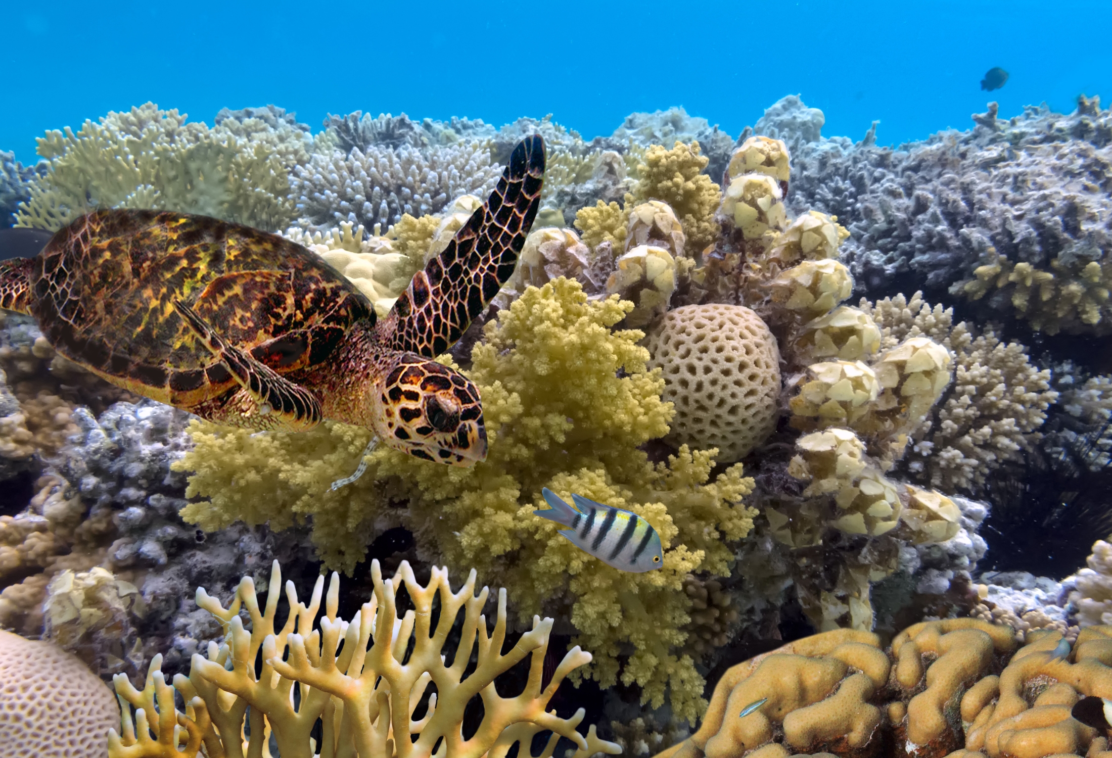 Australia Great Barrier Reef Underwater Coral Turltle Fish