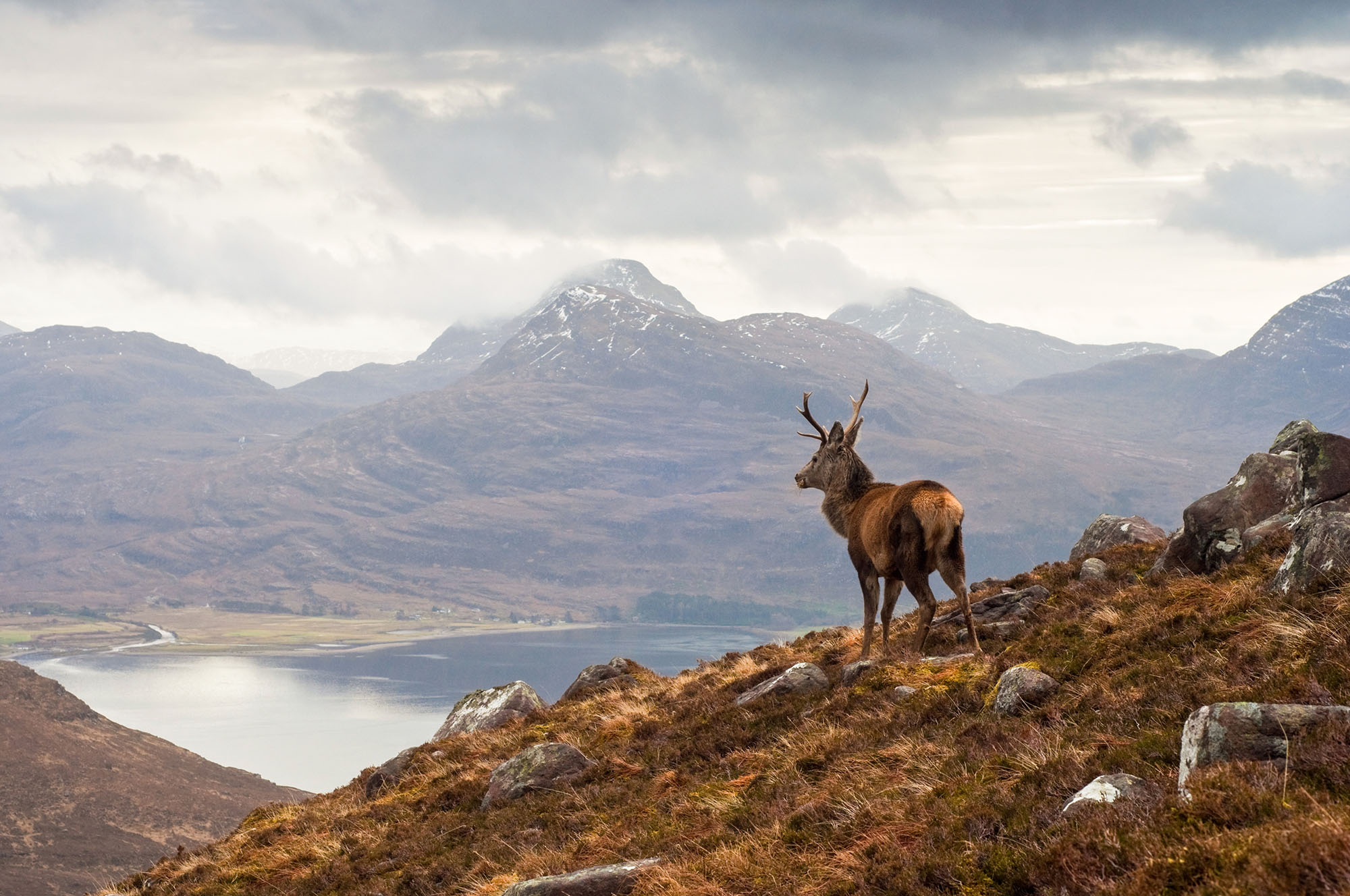 Scotland Scottish Highlands Deer Mountainscape (1)