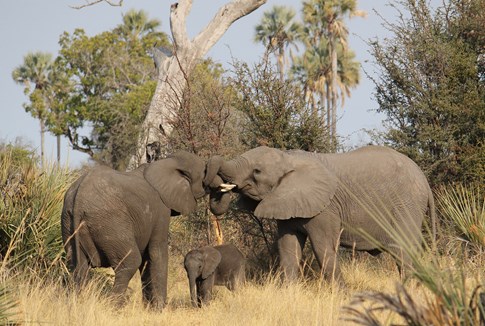 Elephants and baby elephant playing in Kenya
