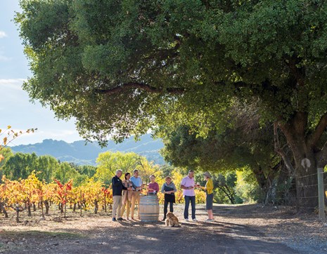 Usa California Winetasting Group Trees Sun