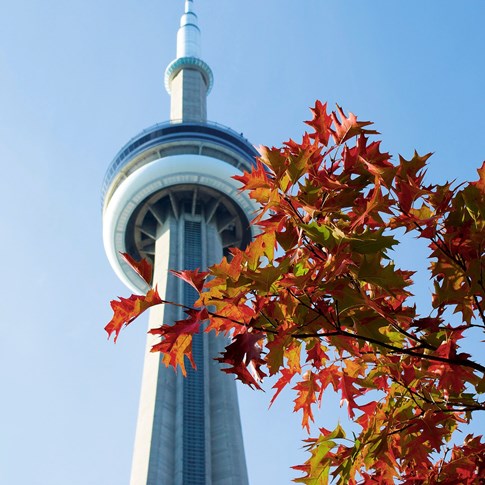 Canada Toronto Ontario Cn Tower Fall Colors
