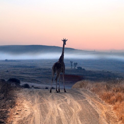 Africa South Africa Animal Giraffe