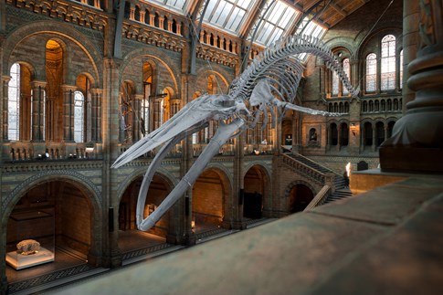 England Great Britain London National History Museum Famous Blue Whale Skeleton Hanging Ceiling Galleries Stairs Bones