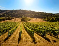Croatia Wine Expert Vineyard Vines Grapes Sunny Hillside