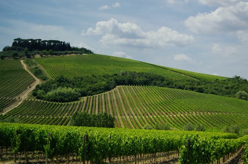 Italy Tuscany Wine Vineyard Hill Cypress Trees Expert