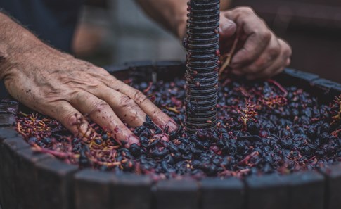 Expert Wine Grapes Press Pressed Hands