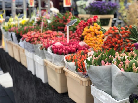 Expert Flowers Stall Tulips Amsterdam Netherlands