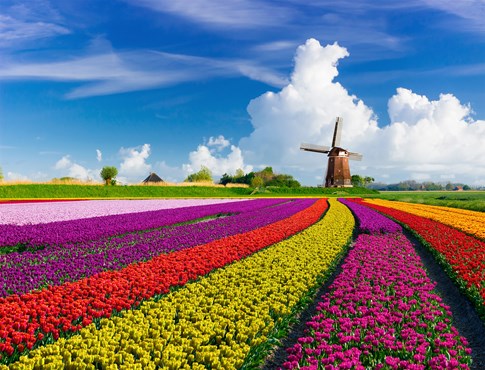 Netherlands Keukenhof Tulips Windmill Fields Colorful Flowers