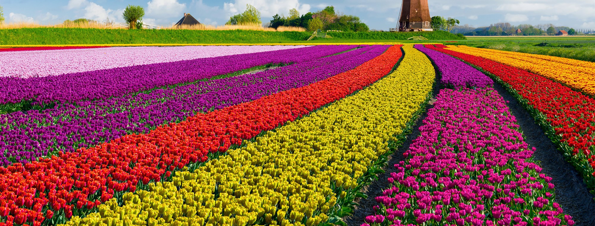 Amsterdam Tulip Festival 2024 & 2025 Grand European Travel