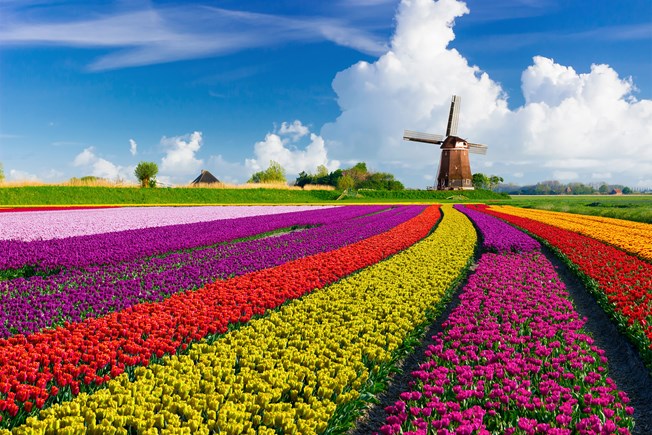 Holland Tulip Festival Parade 2024: A Spectacular Display of Blooming Beauty