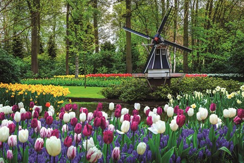 Netherlands Keukenhof Tulips Windmill Gardens Creek