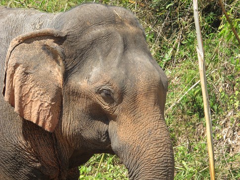 Treadright Elephant Wildlife Sos Expert Close Up India