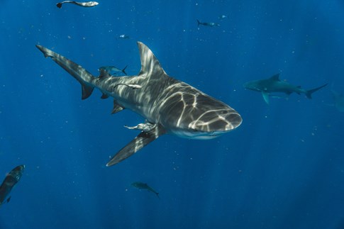 Treadright Shark Wildaid Wildlife Project Ocean Sea Under Water Expert