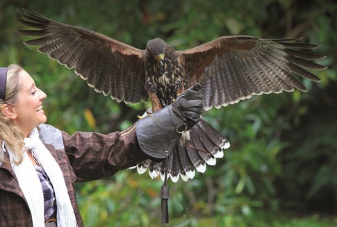 Ireland Ashford Falconry School Falcon Woman Expert Flight