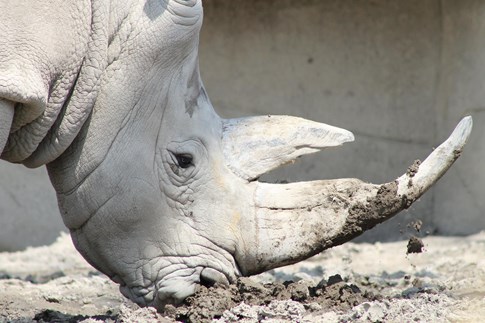 Africa White Rhino Extinct Wildlife Experience Ol Pejeta Conservatory Expert
