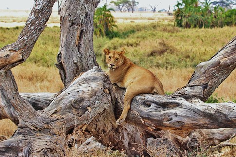 Africa Tanzania Serengeti Expert Lion Safari