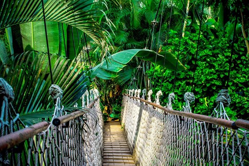 costa-rica-suspension-bridge-jungle-forest-reserve-canopy-walk-palm-trees