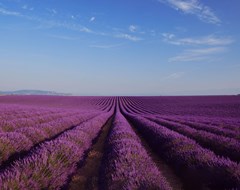 France Provence Countryside Lavender Blue Sky