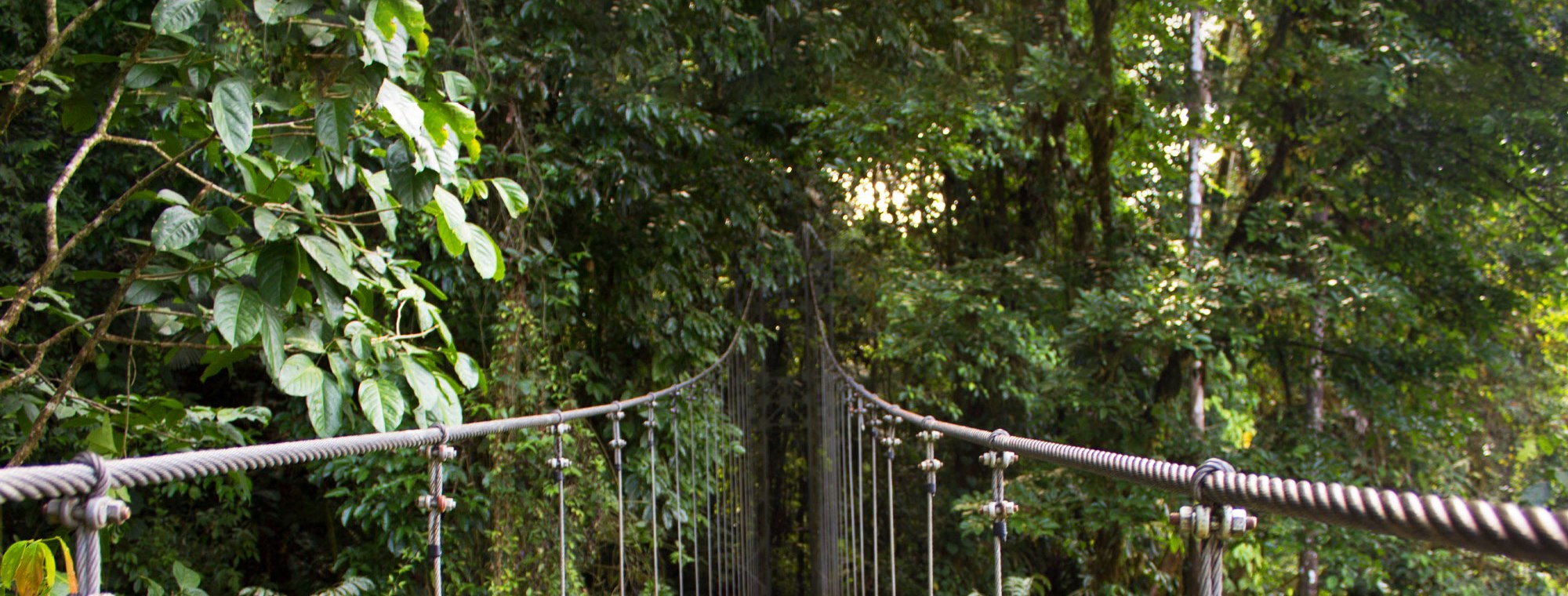 Stroll through the canopy of the Monteverde Cloud Forest on our Costa Rica tours