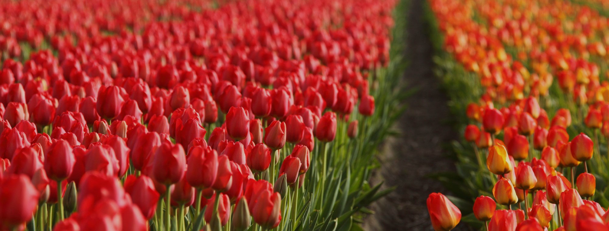 Netherlands tours of red tulips, Amsterdam
