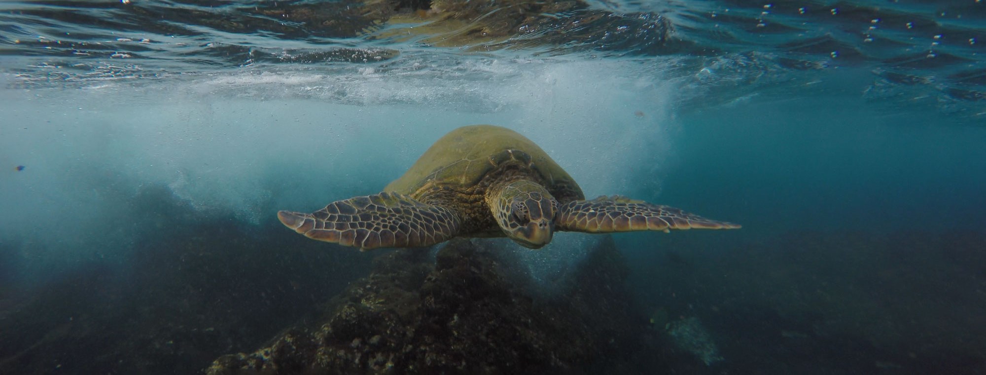 Hawaii tours with sea turtles