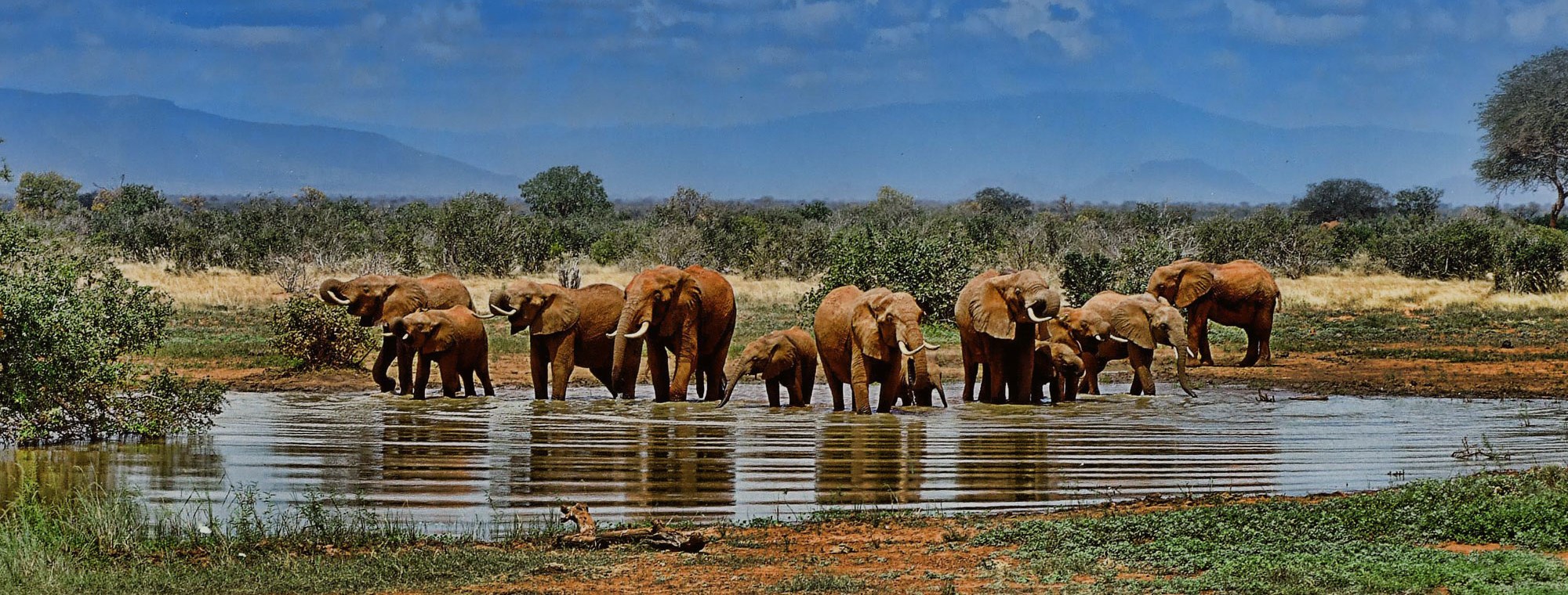 South Africa safari tours with bush elephants