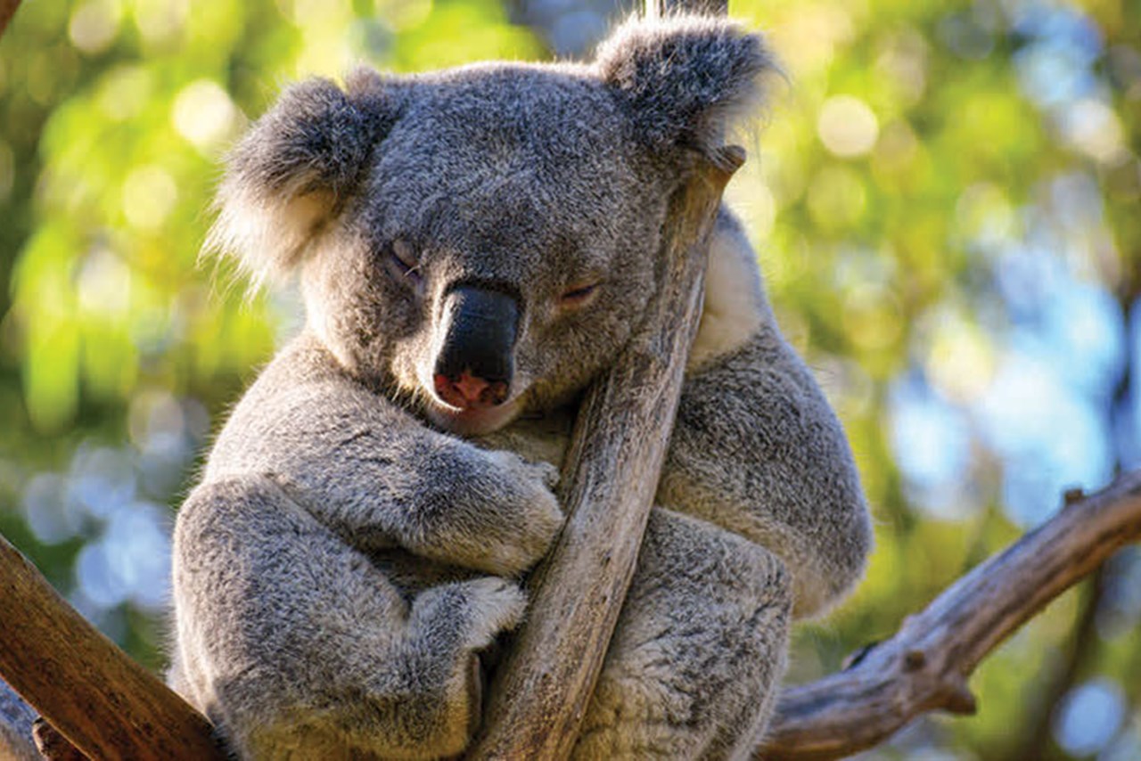Sleepy Koala Bear Coin Purse/Accessory Pouch