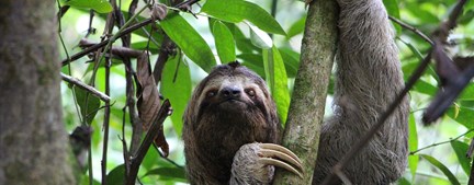 Want to see a sloth in the wild? Our expert travel advice book a tour with Grand European Travel to explore Costa Rica's Monteverde rainforest