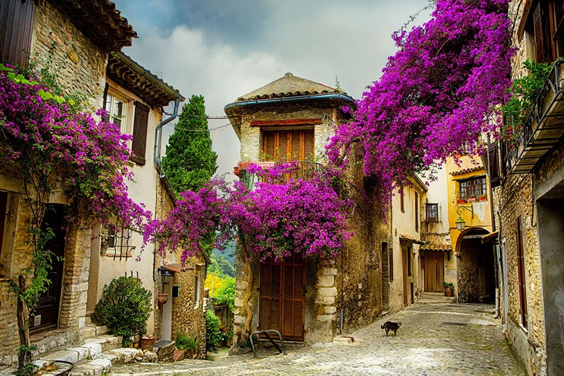 France Aix En Provence Old Corner With Purple Flowers And Cat