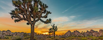 Usa California Joshua Tree Sunset
