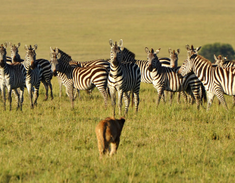 Africa Kenya Maasai Mara Zebora Lion And Pack Of Zebras