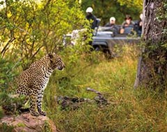 Ea Photography Leopard Safari Tourist Camera