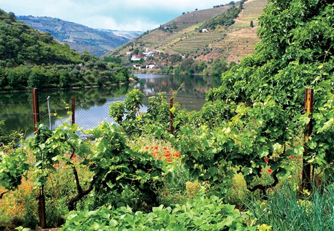 Douro River Valley with greenery, Portugal