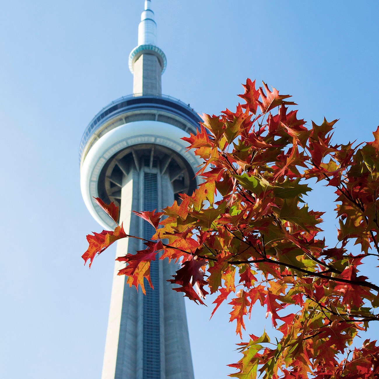 Canada Toronto Ontario Cn Tower Fall Colors (1)
