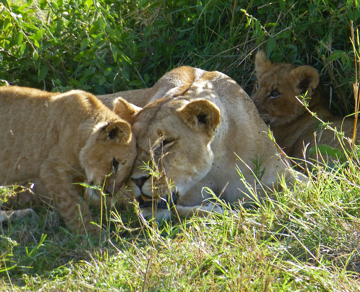 South Africa Shamwari Lion Family