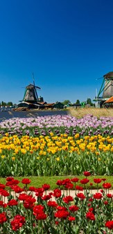 Kinderdijk Windmill and tulip fields, Netherlands