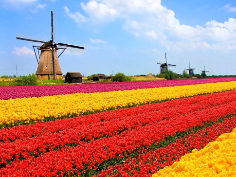 Windmill and tulip fields, Netherlands