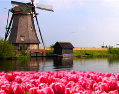 Netherlands Tulips Spring Flowers Windmill