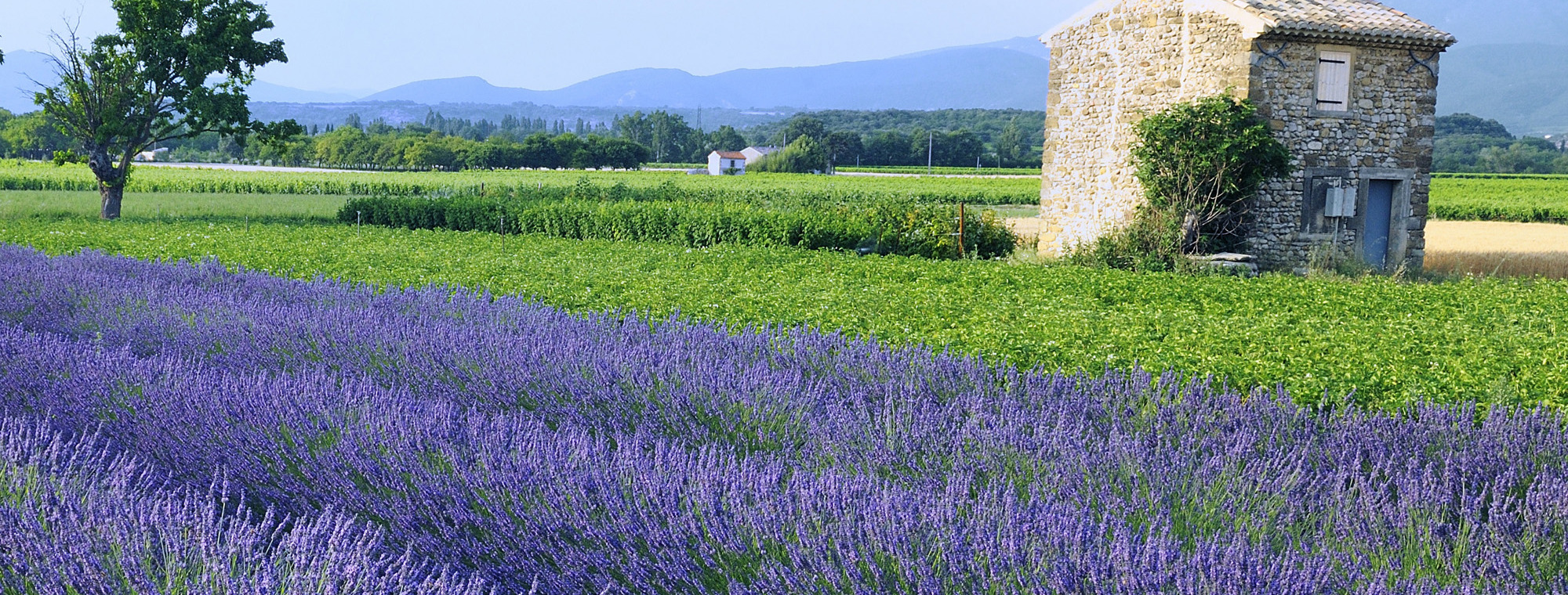 France Provence Lavender Fields