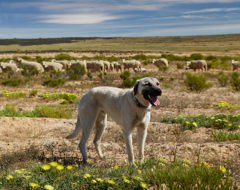 Expert South Africa Treadright Wildlife Anatolian Shepherd Dogs Landscape