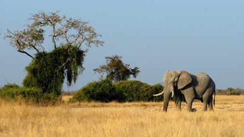 wildlife-elephant.jpg