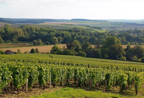 Chablis vineyards, France
