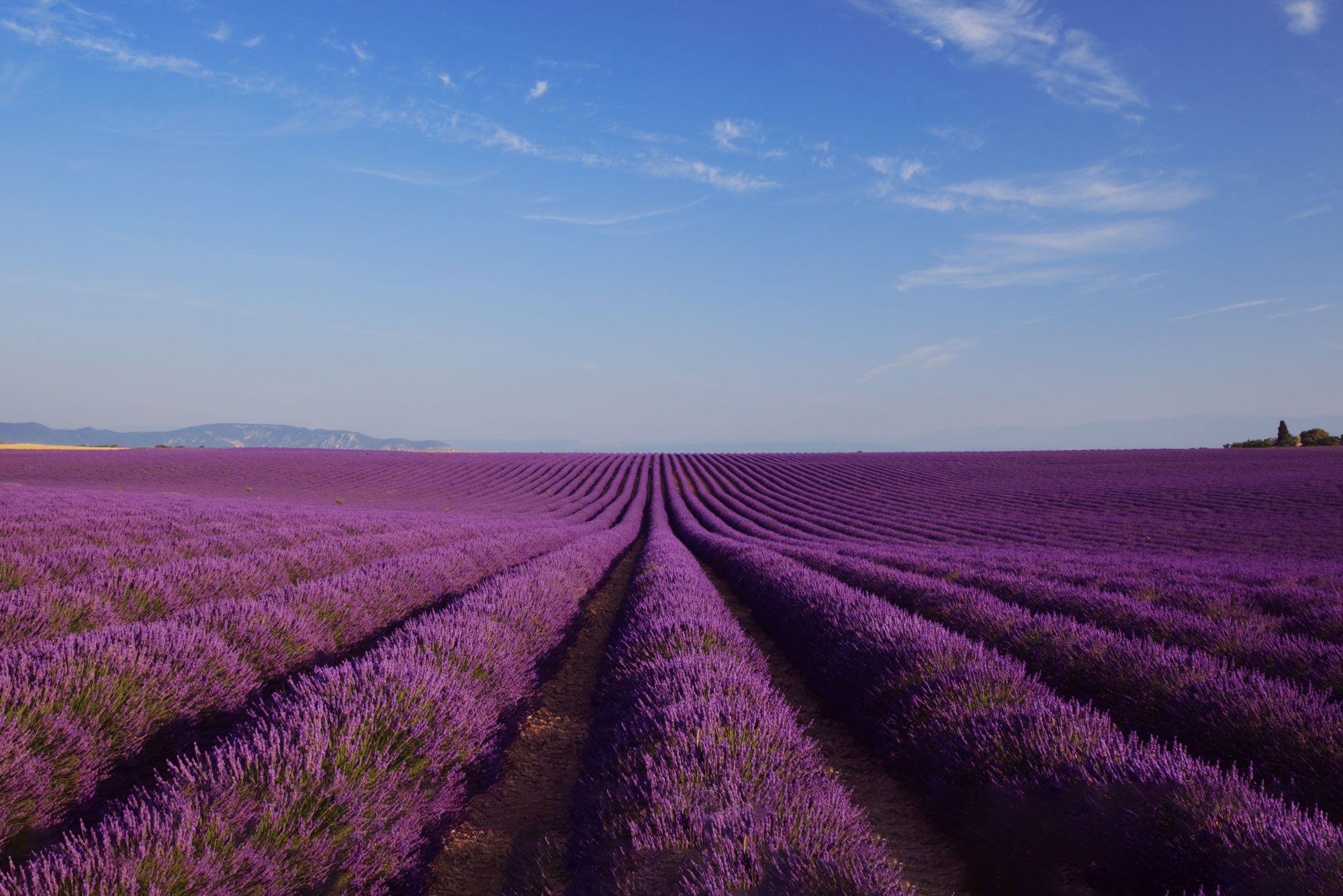 France Provence Countryside Lavender Blue Sky (1)